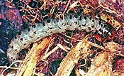 Sod Webworm